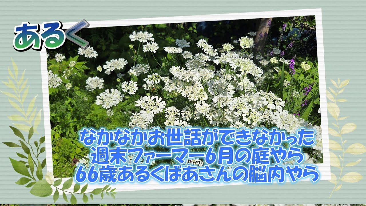 あるくぶろぐ♯134　なかなかお世話できなかった週末ファーマー　6月の庭やら66歳あるくばあさんの脳内やら