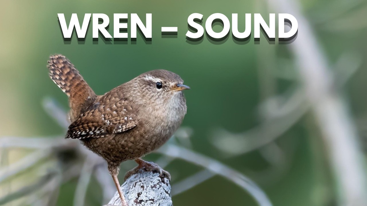 Bird Sound Library | Eurasian Wren – Bird Calls & Sounds (Nature Sounds)