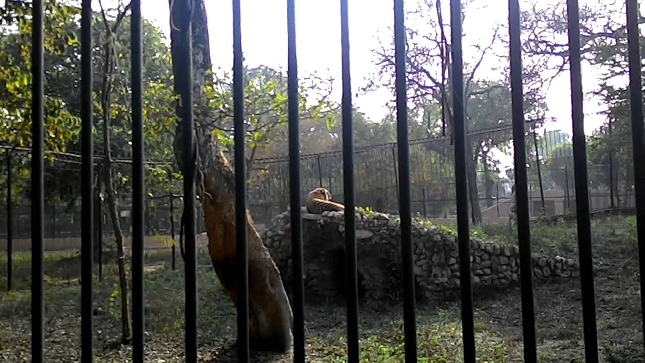 Tiger taking Sunbath in Winters