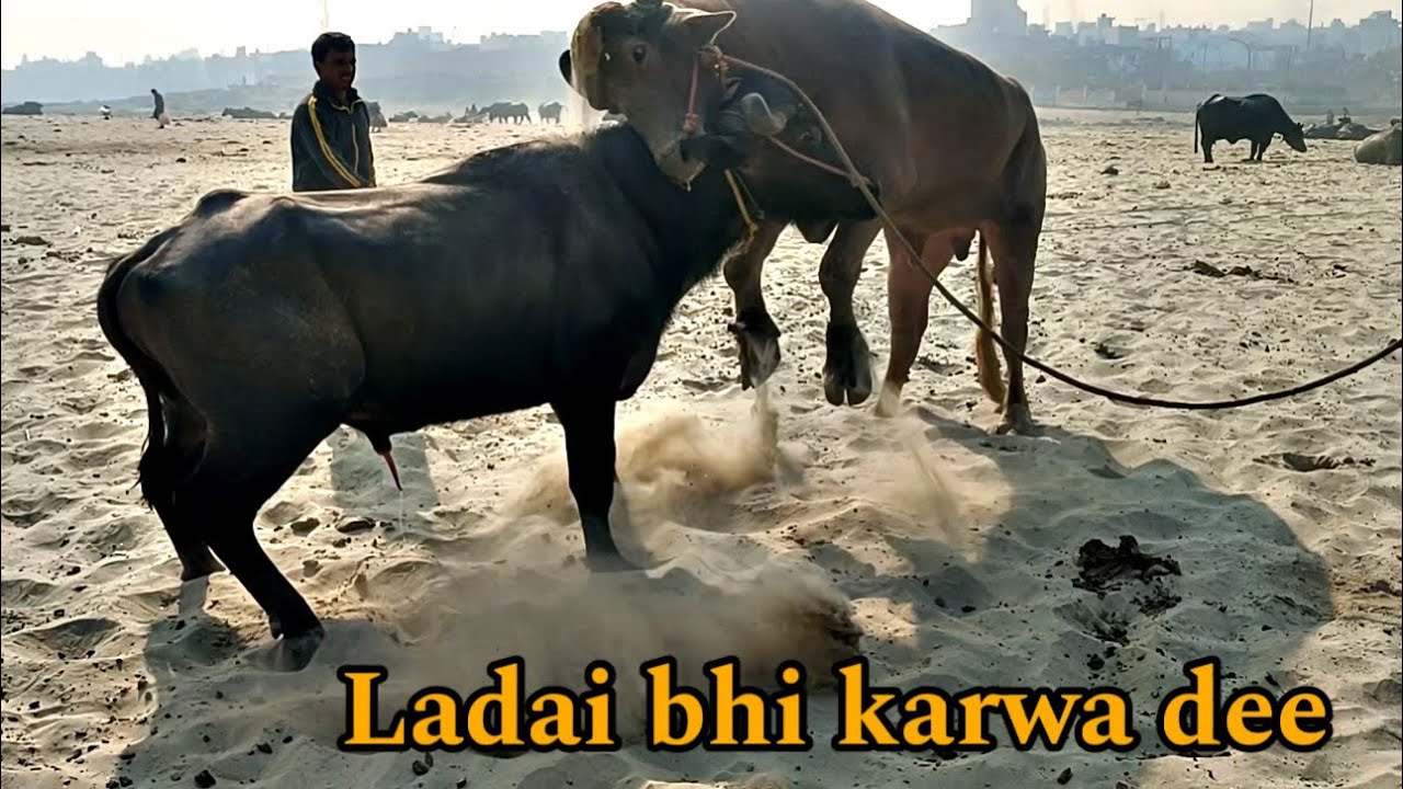 Sultan ko ladwa diya mama ne || Sultan fight || @Bull vlog