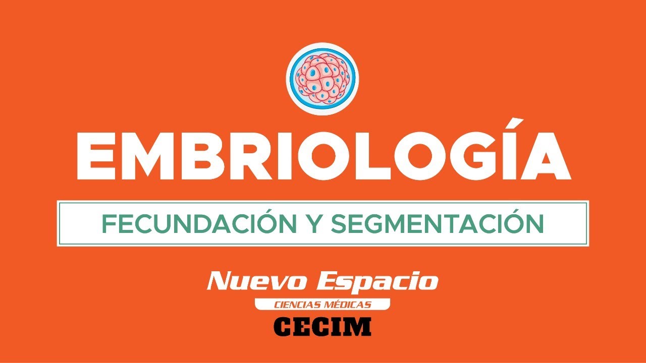PARALELO DE EMBRIOLOGÍA - FECUNDACIÓN Y SEGMENTACIÓN