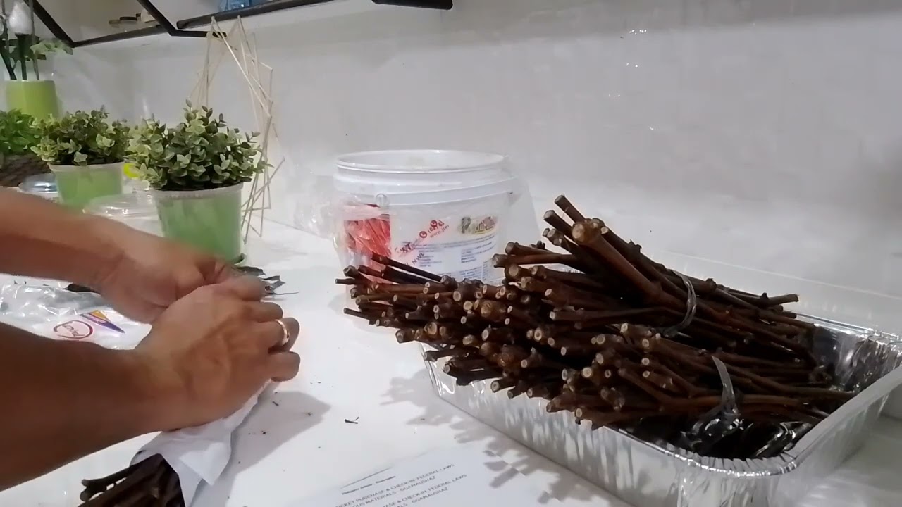 Callusing of Grapes Cuttings