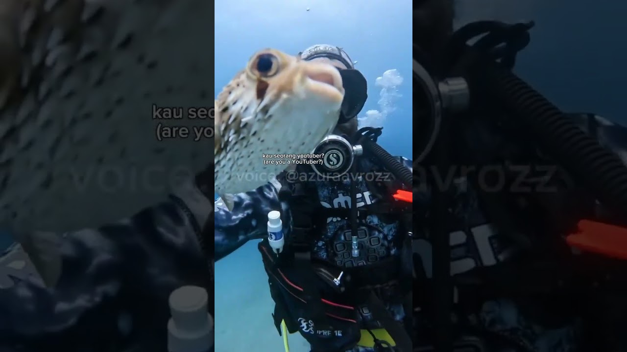 🐡welcome to my vlog. Today we'll...#VoiceActing#Fandubber#Fandub#FunnyAnimals#CuteAnimals#AnimalFand