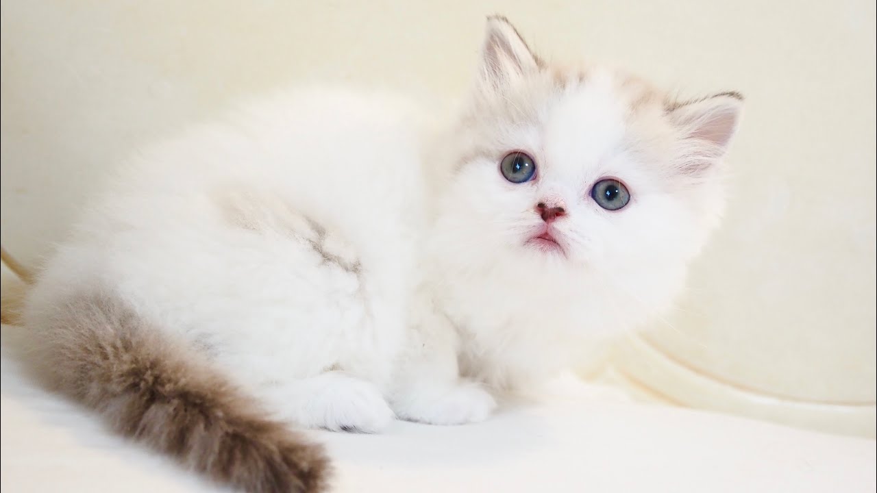 Scottish Straight Longhair Male with Seal Mink Mackerel Tabby & White