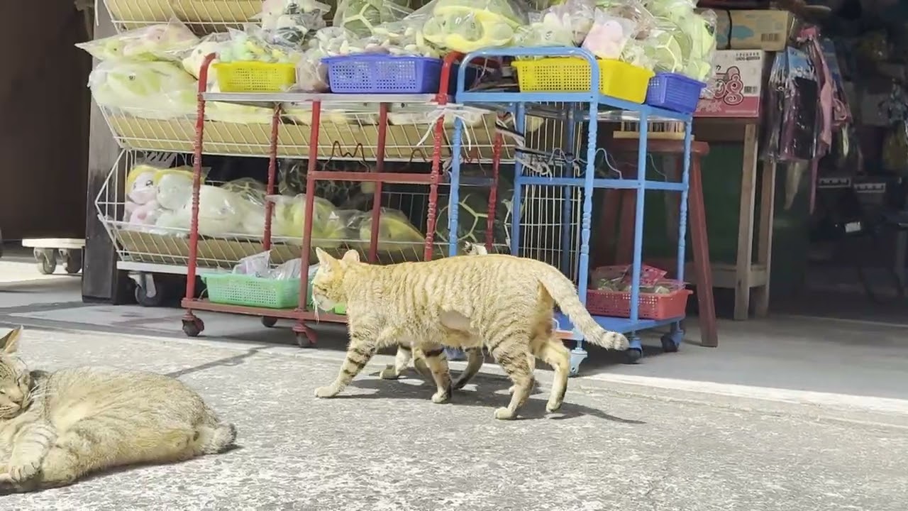 小琉球の山猪溝の近くにいた短尾キジトラ猫さん3