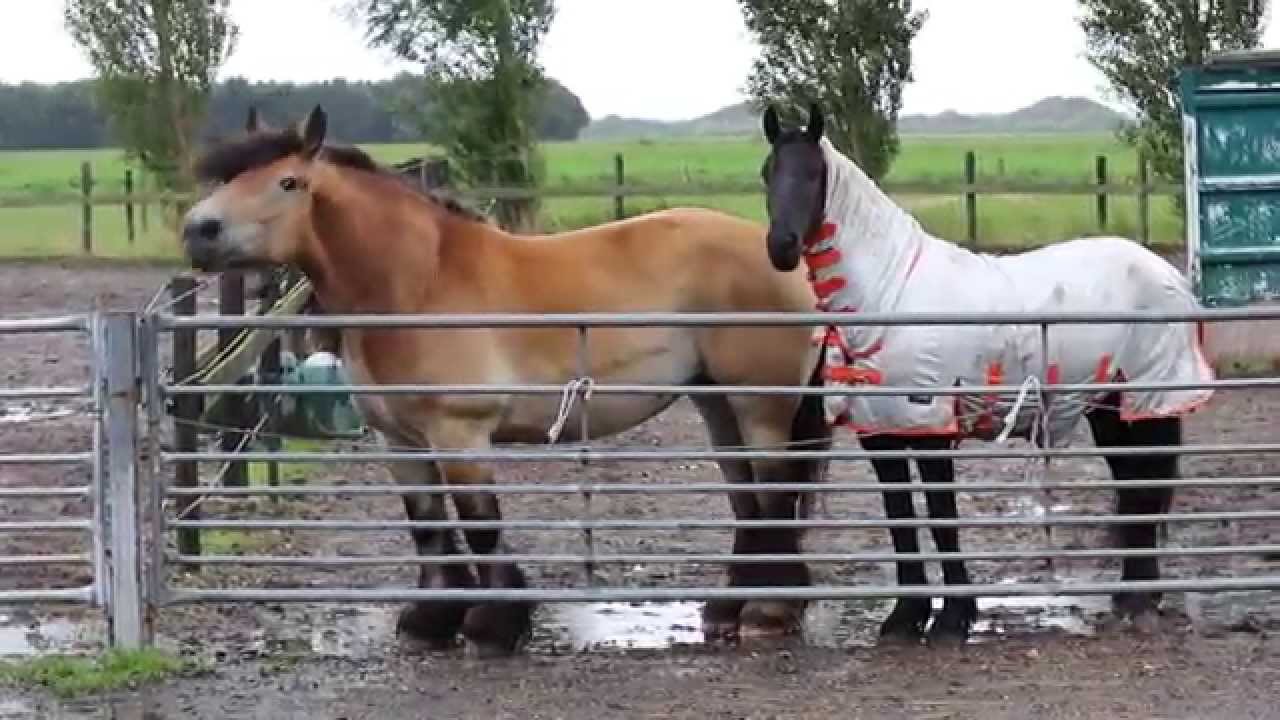 Kim, Elske & Lana ~  & a lot of Neighing!