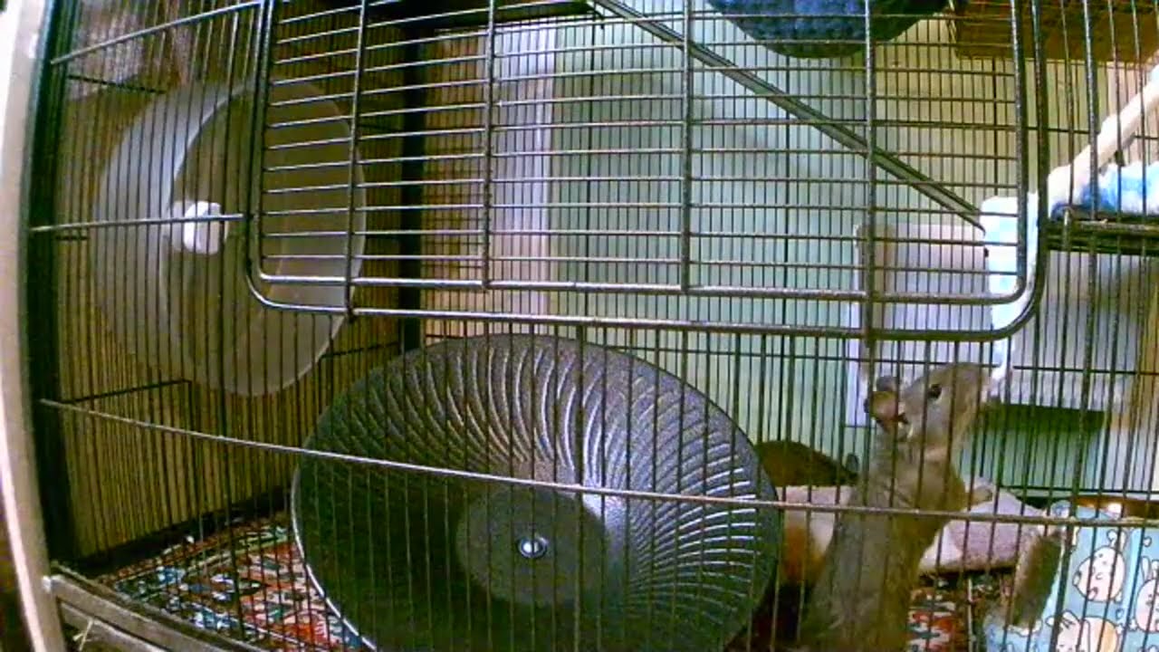 Copy of livestream 