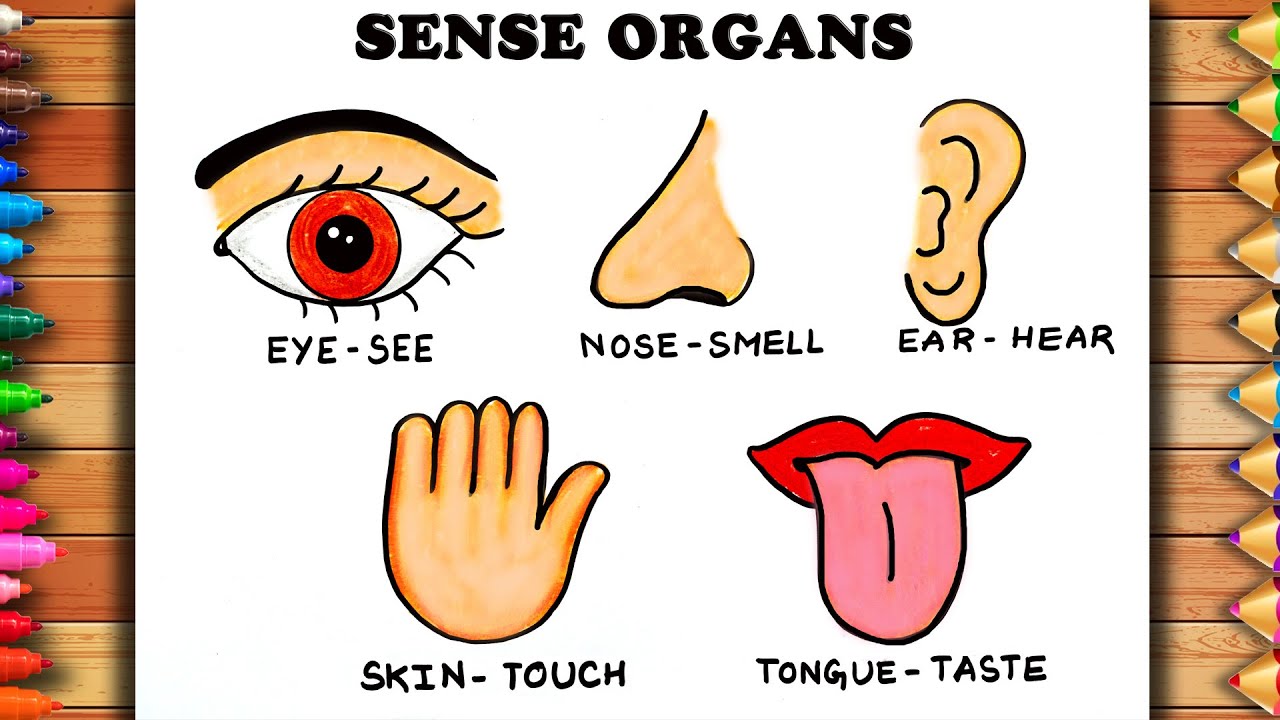 How to draw Sense Organs | Easy Sense Organs Drawing | Sense Organs Drawing For Kids | School Work