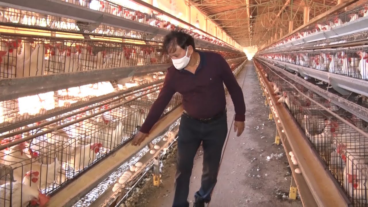 Conheça a produção de ovos na Granja Moreira em Valença 10 07 2021