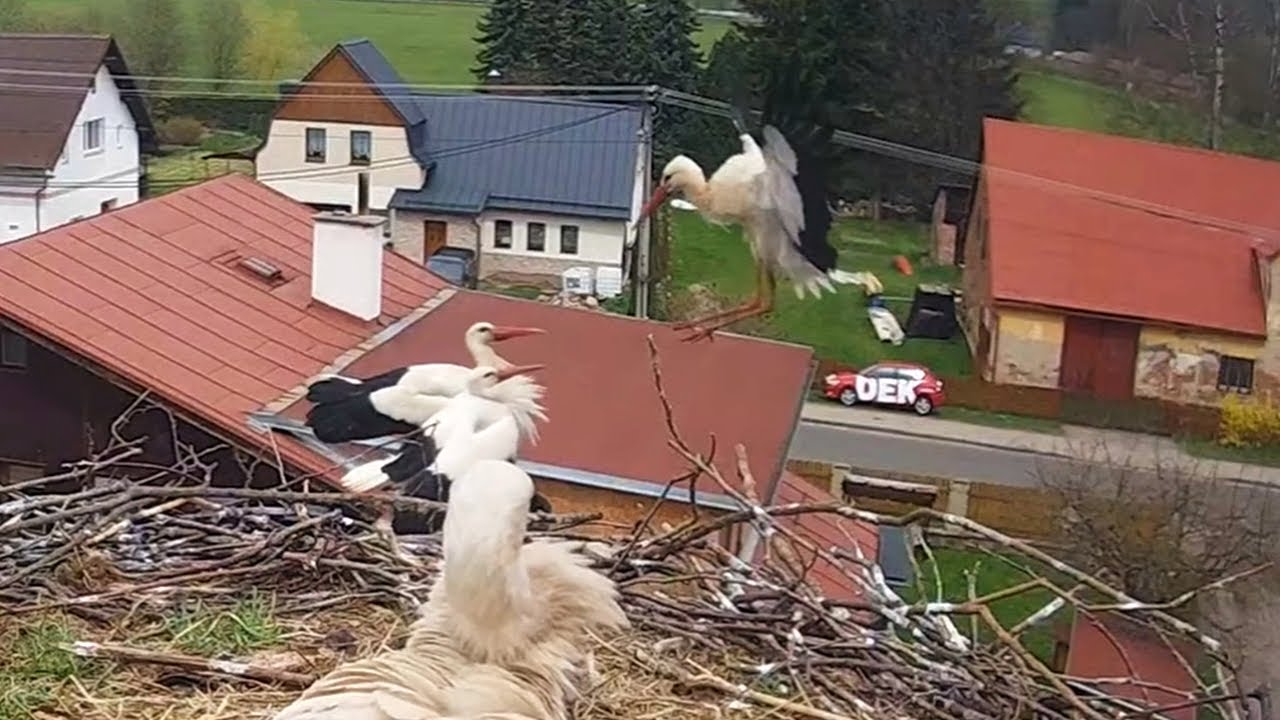 Čápi Mladé Buky | Bukáček vyhání cizí čápy | Bukacek chases away foreign storks