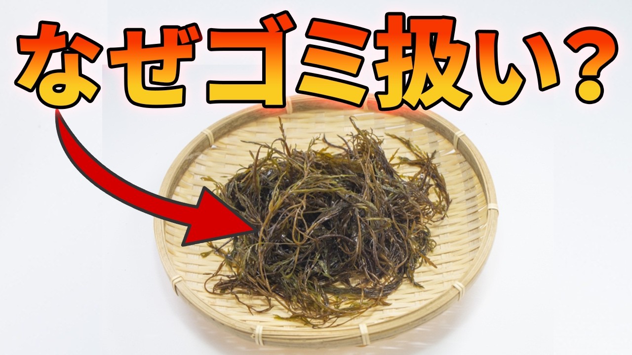 栄養豊富な海のスーパーフードがゴミ扱いされている理由【アカモク】