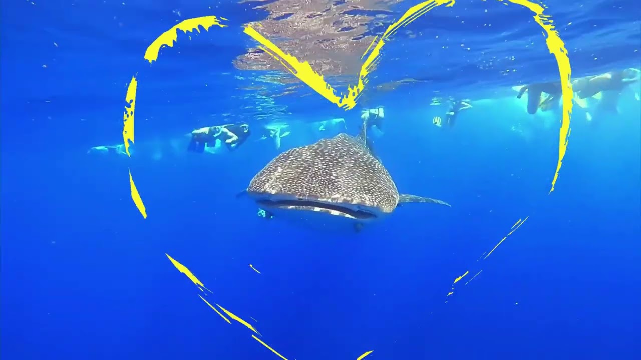 Whale Shark Adventures Diani Beach Kenya 4K
