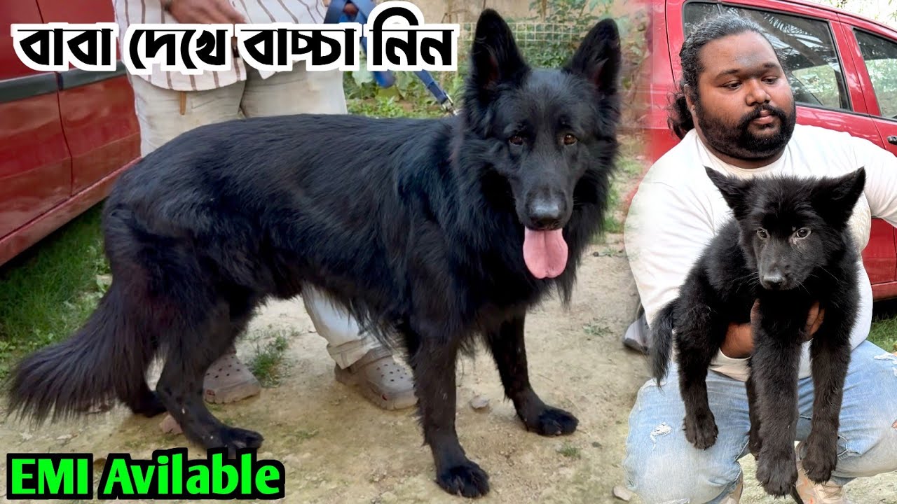 Black German Shepherd Kennel. Biggest German Shepherd Kennel. Best Dog Kennel in Kolkata.