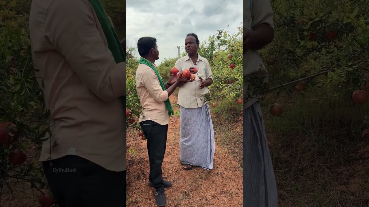 దానిమ్మ దిగుబడి #rythubadi #pomogranate #danimma