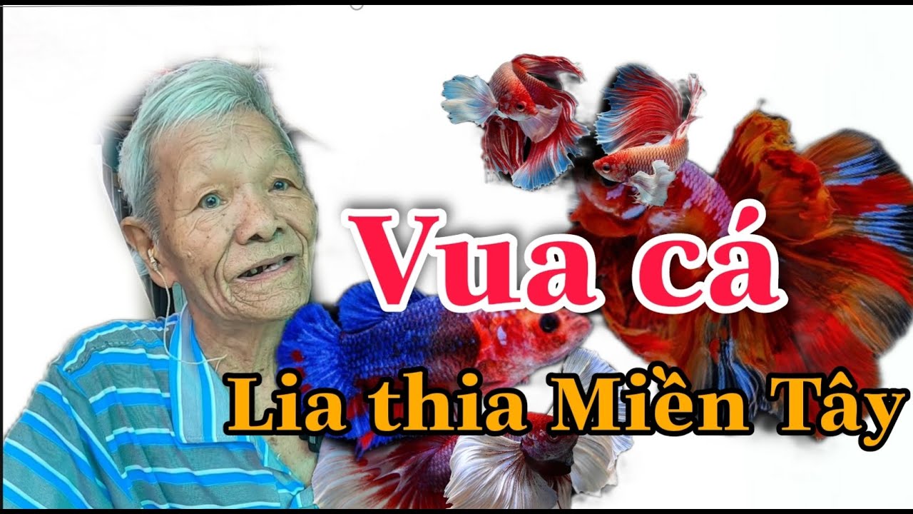 Ông lão Vua Cá Lia Thia Miền Tây hơn 70 năm làm nghề nuôi cá cho con ăn học thành tài | Bùi Hồ TV
