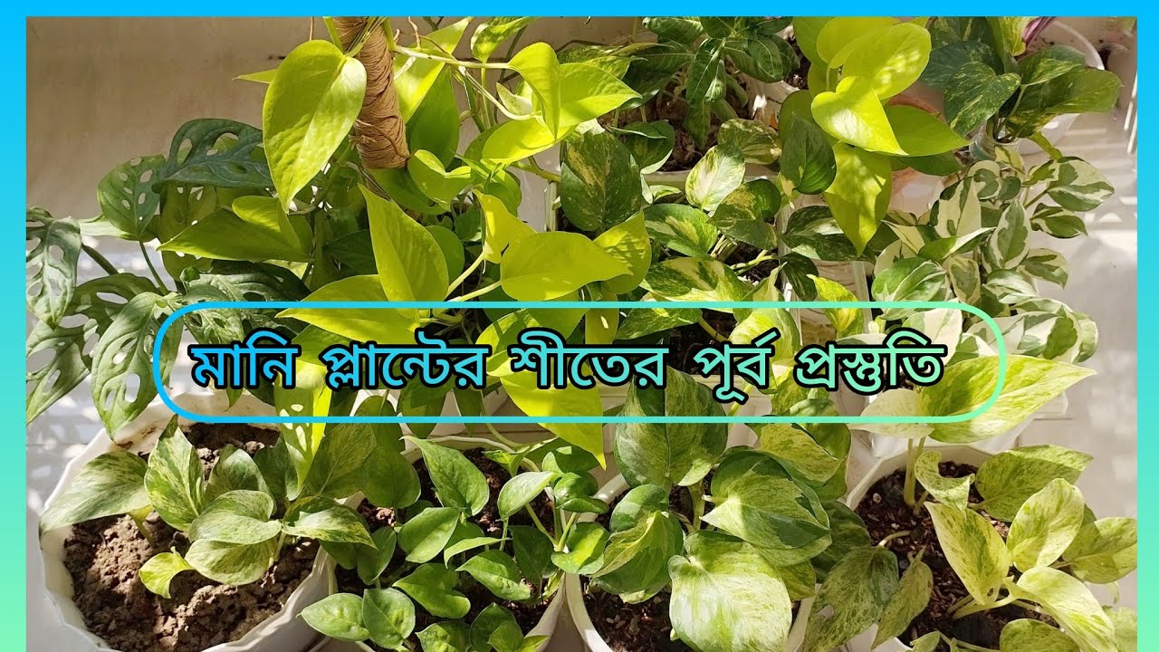 Money plant pre-winter care.মানি প্লান্ট গাছকে আসন্ন শীতের জন্য কিভাবে প্রস্তুত করবেন?