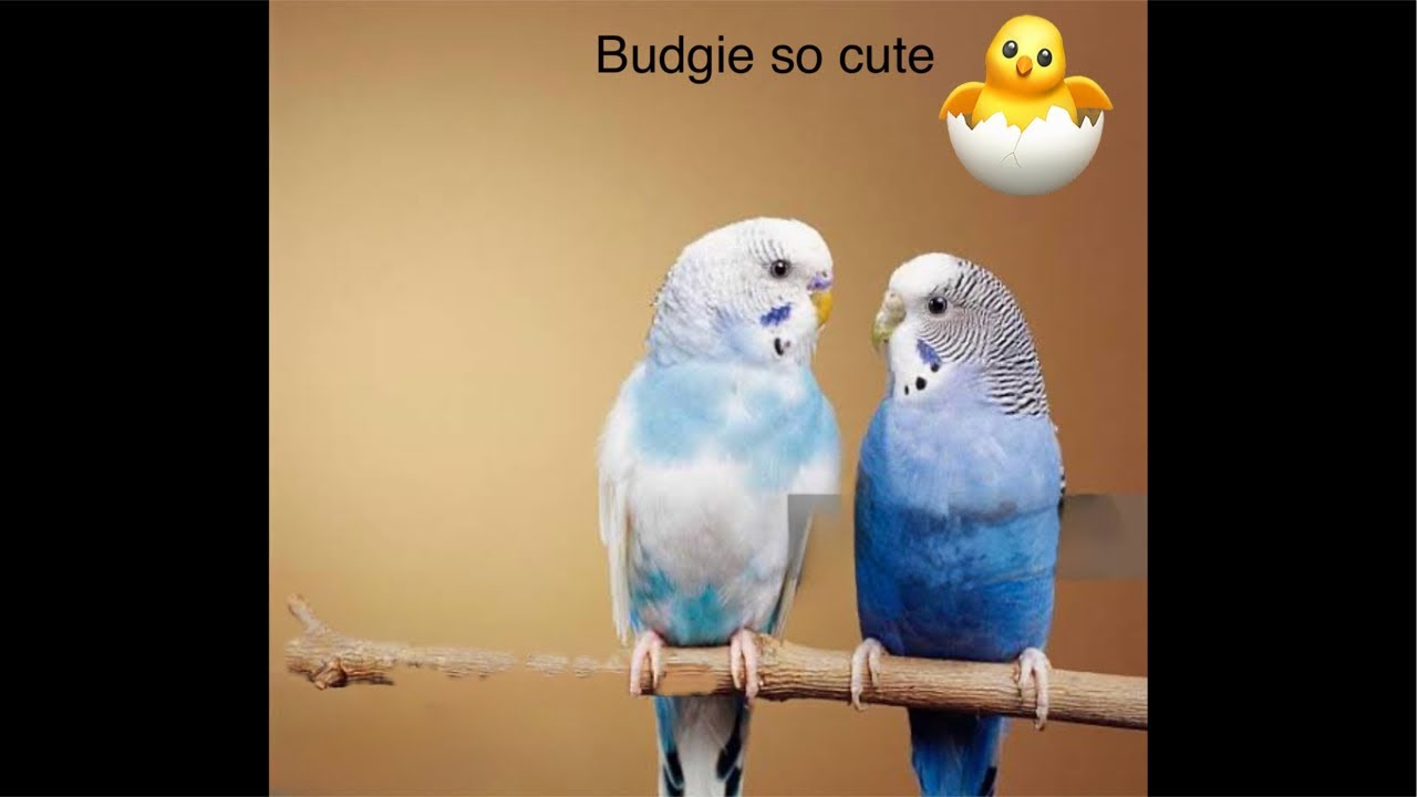 lovebirds cute video