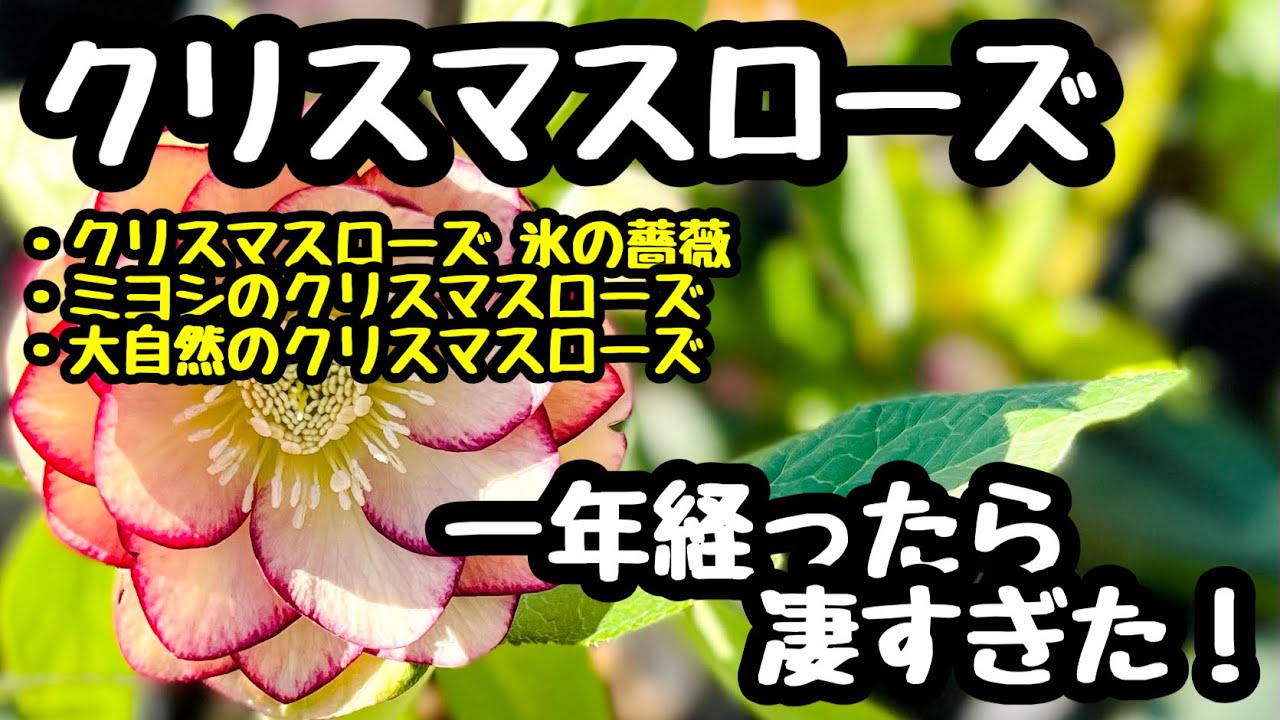◆お花が大爆発【クリスマスローズ】の1年後が凄かった❗️