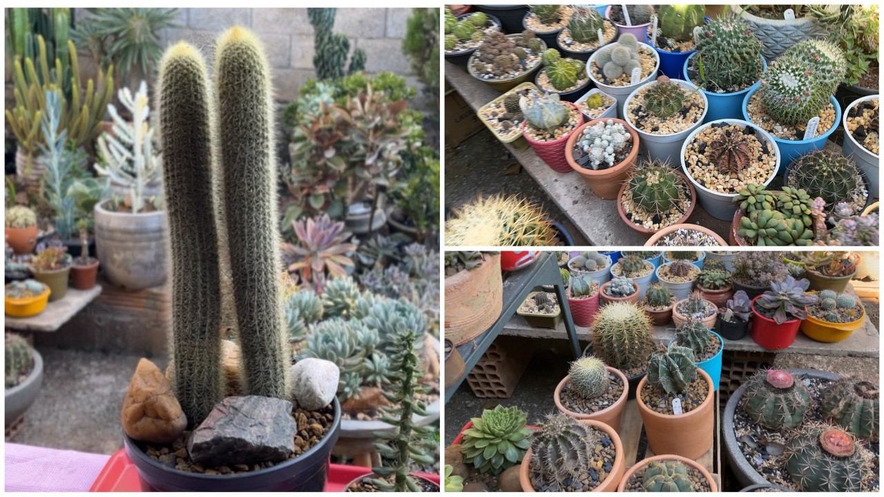 Um Tour na Coleção e Replante de Dois Cactos Colunares