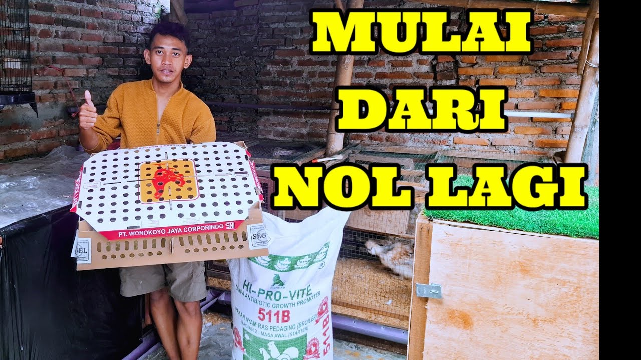 MULAI DARI NOL CARA MERAWAT DOC AYAM PETELUR #sekalarumahan