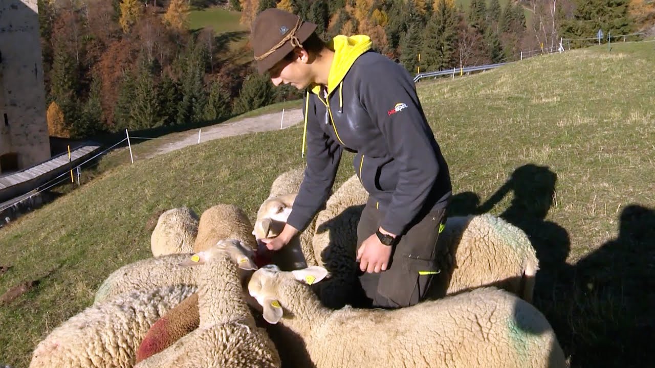 ALTO ADIGE-SÜDTIROL, SENALE: TOBIAS, IL RAGAZZO DEL MASO DELLE PECORE