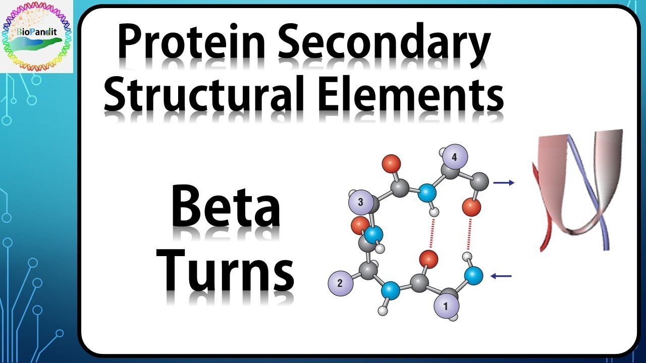 Beta Turns in Proteins