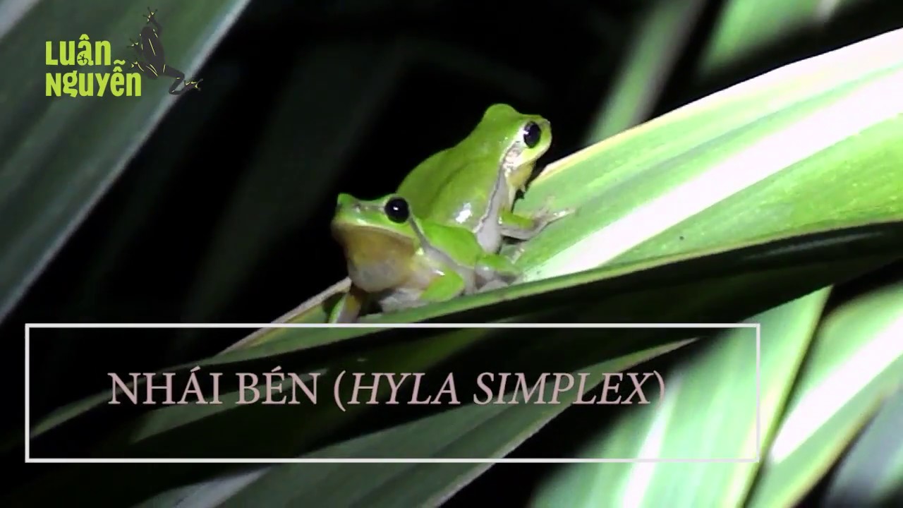 Nh&aacute;i b&eacute;n (Hyla simplex) - Tree frog in Viet Nam