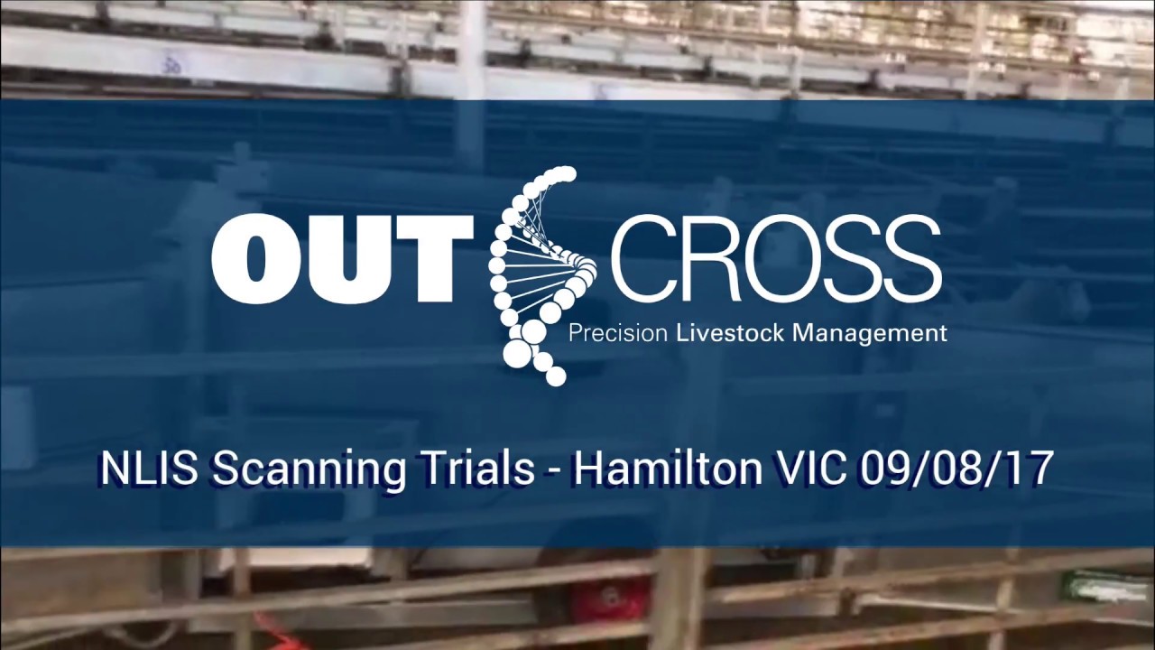 OUTCROSS - NLIS Scanning Trials Hamilton VIC