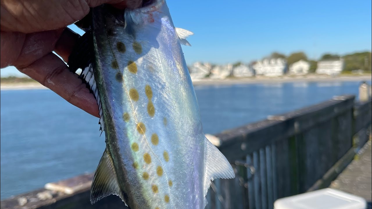 James River Fishing!! Spot, Roundhead, Trout and Spanish Mackerel!!