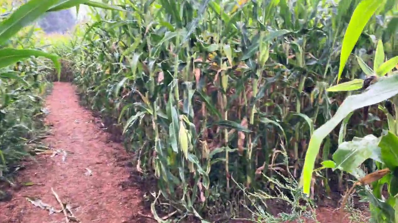 Corn Maze 2