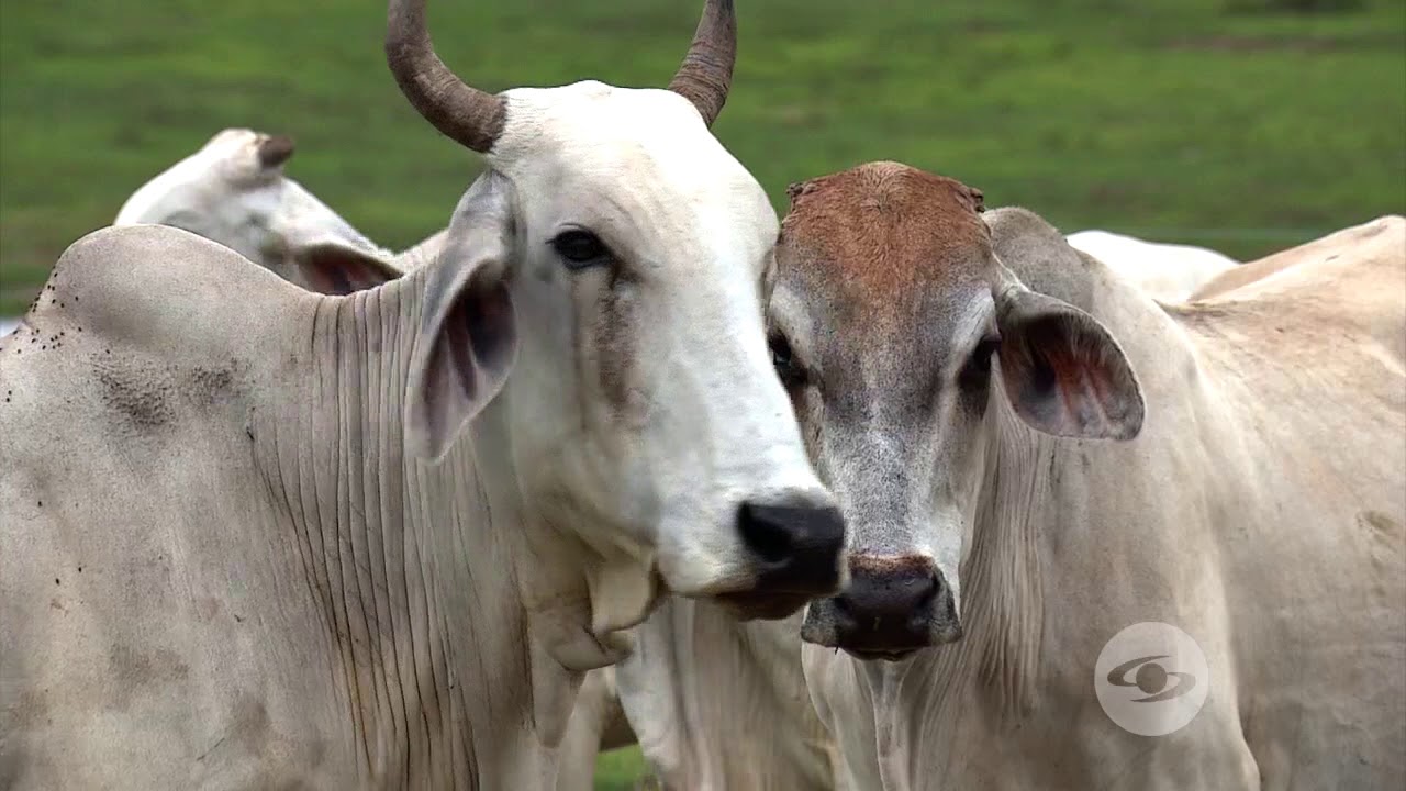 Cruce pardo suizo por cebú para la ceba - La Finca de Hoy