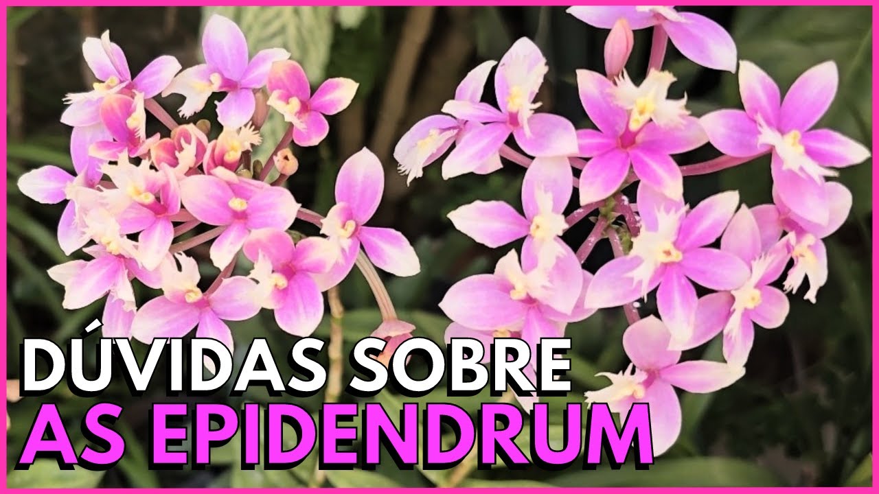 O QUE FAZER PARA A ORQUÍDEA EPIDENDRUM FLORIR? QUAL ADUBO USAR NAS EPIDENDRUNS?☝️