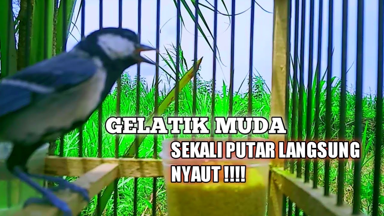 suara pancingan gelatik batu gelatik wingko bikin gelatik lain jadi terpancing untuk ikut bunyi #1