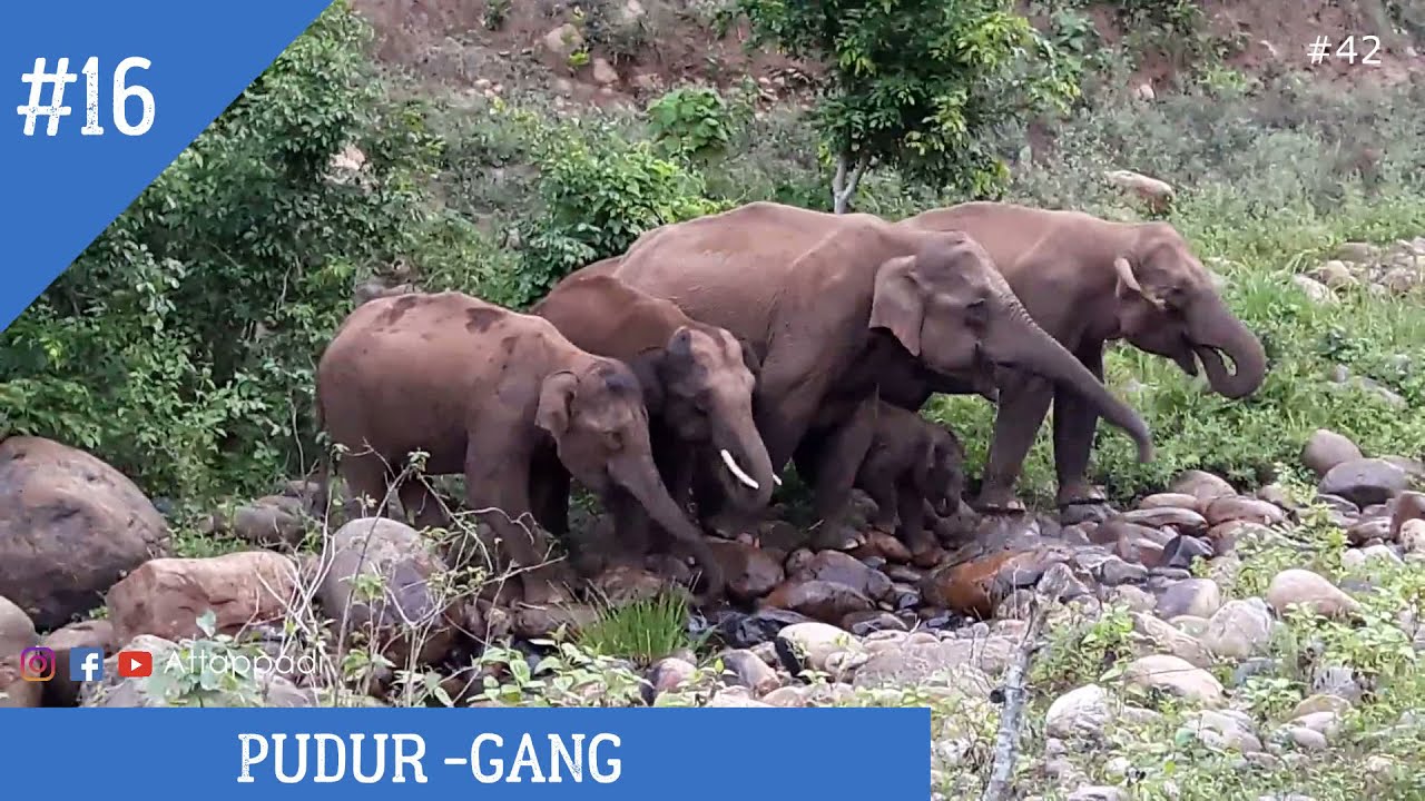 TOP ELEPHANTS IN ATTAPPADI || അട്ടപ്പാടി കയ്യടക്കിയ ആനകൾ