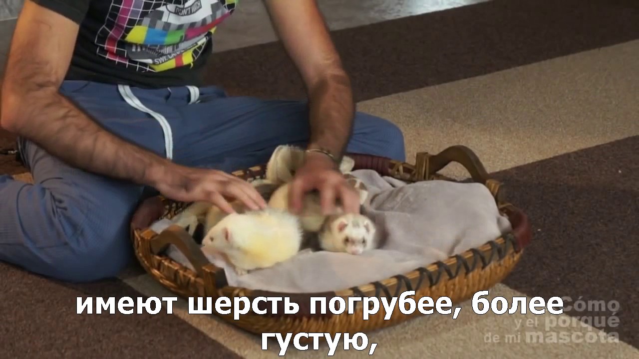 Фретки-фотопериод и как он влияет на жизнь фреток