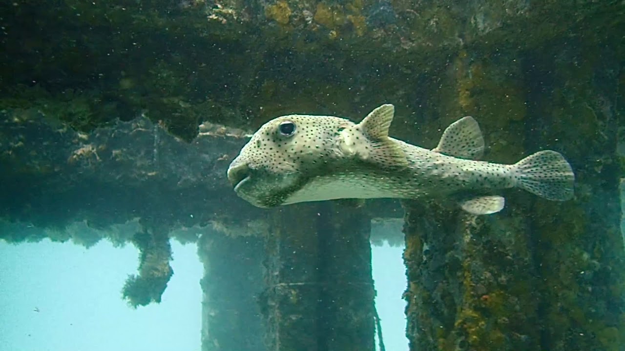 The Phi Phi Viking Bay Artificial Reef
