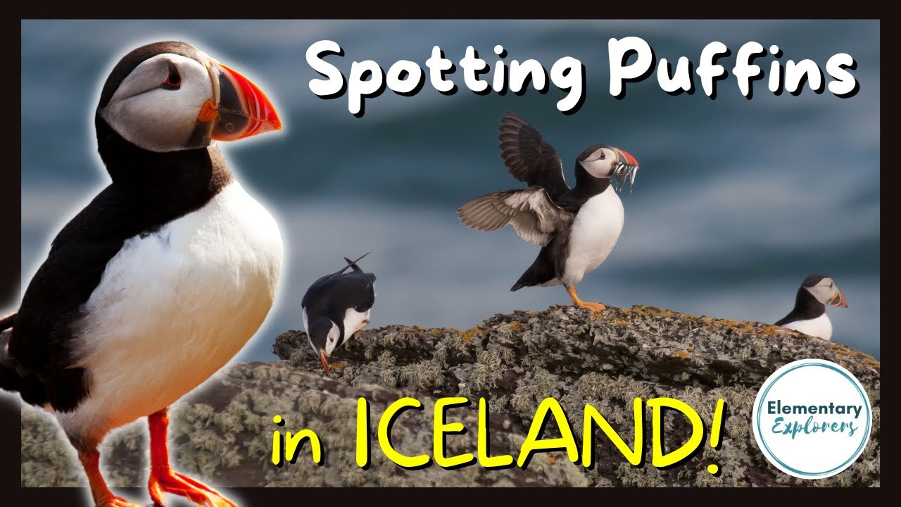 All About Atlantic Puffins - Special Tours Puffin Express - Reykjavik, Iceland