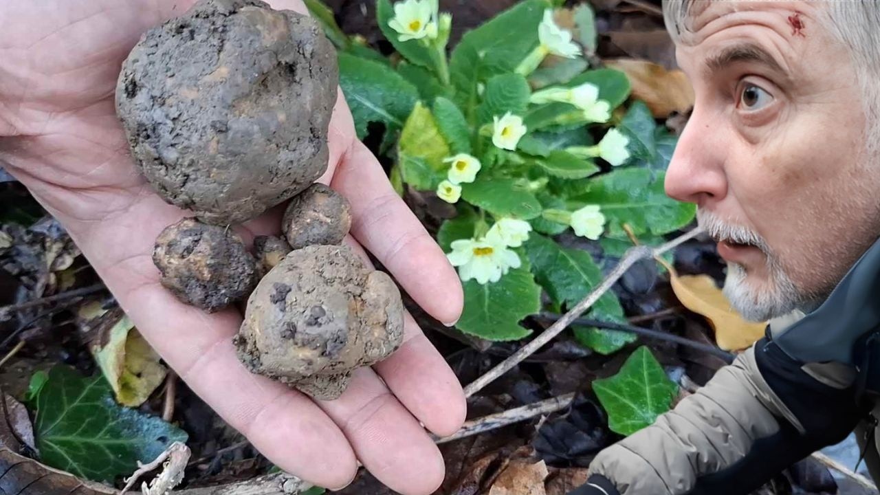 TARTUFO BIANCO 30/12/2025 BOTTI DI FINE ANNO E SORPRESE