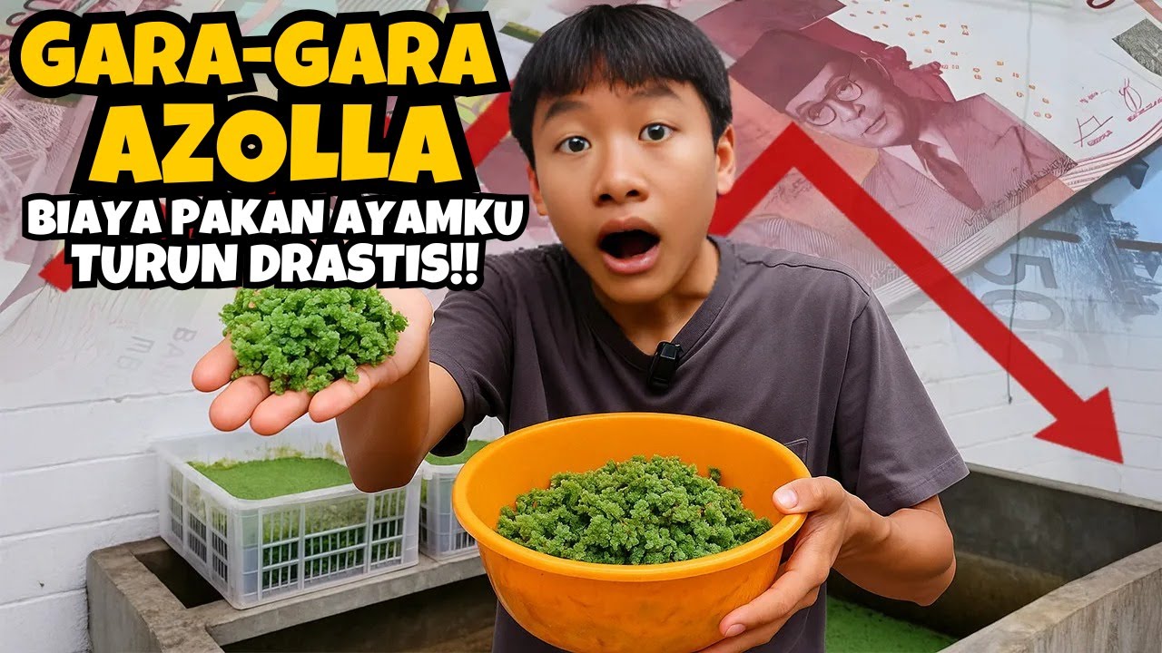 Perhitungan Pakan Azolla untuk Ayam Kampung | Turun Biaya, Ayam Tetap Sehat!