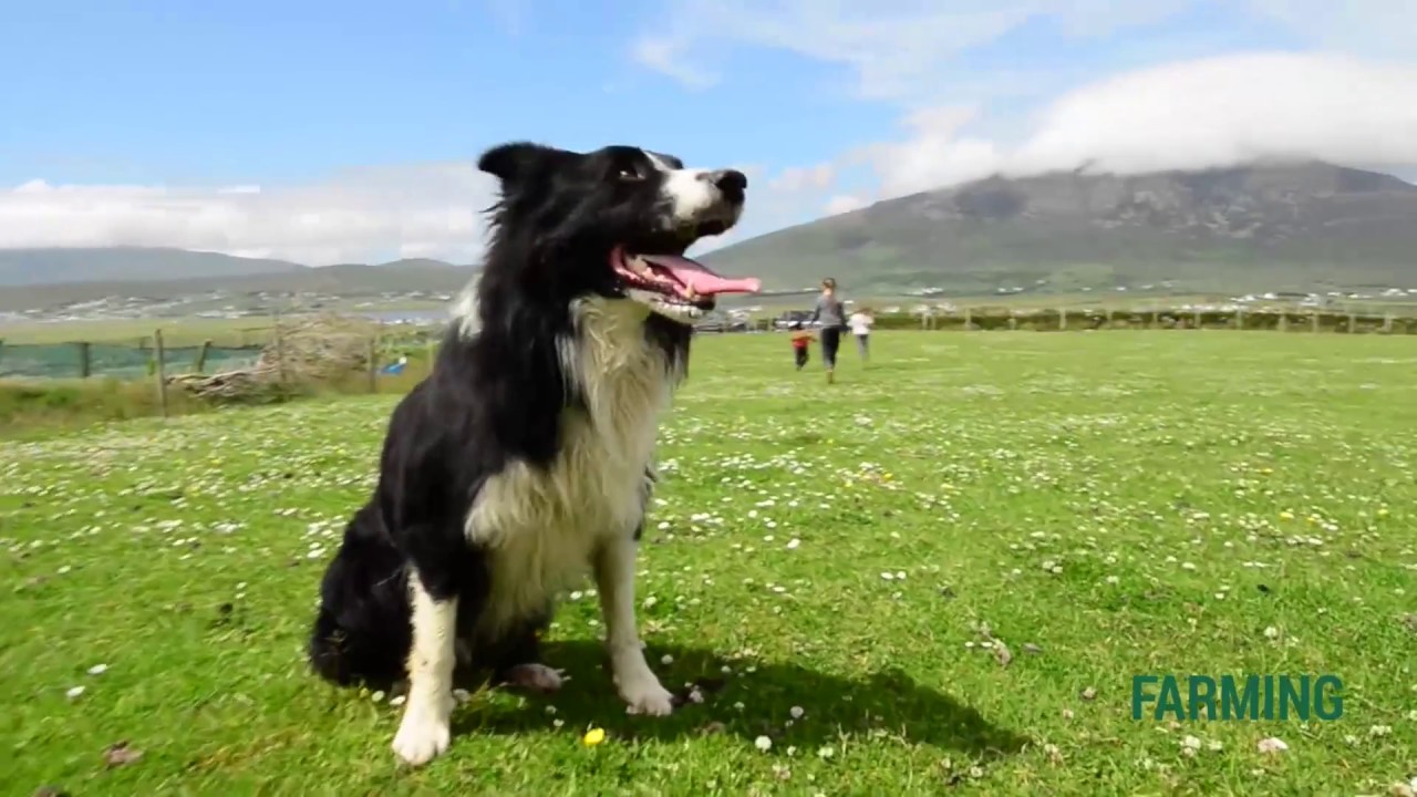 What does it take to train a good Sheepdog?