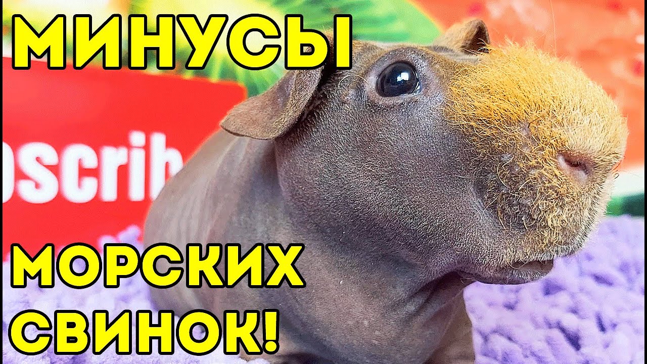 ГРУСТНЫЕ МИНУСЫ содержания МОРСКИХ СВИНОК. ВСЯ ПРАВДА SvinkiShow