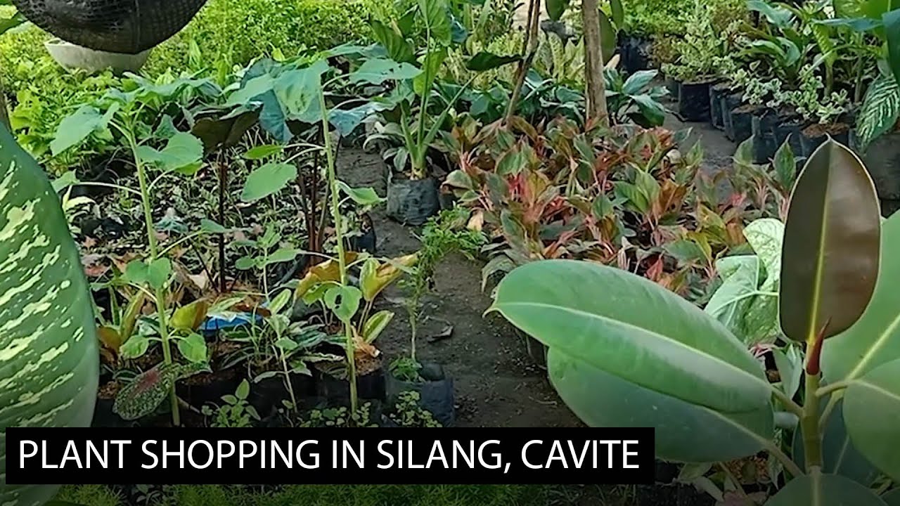 Plant shopping in Silang, Cavite