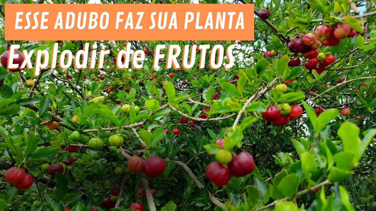 Esse adubo fez meu pé de acerola florir e carregar de frutos