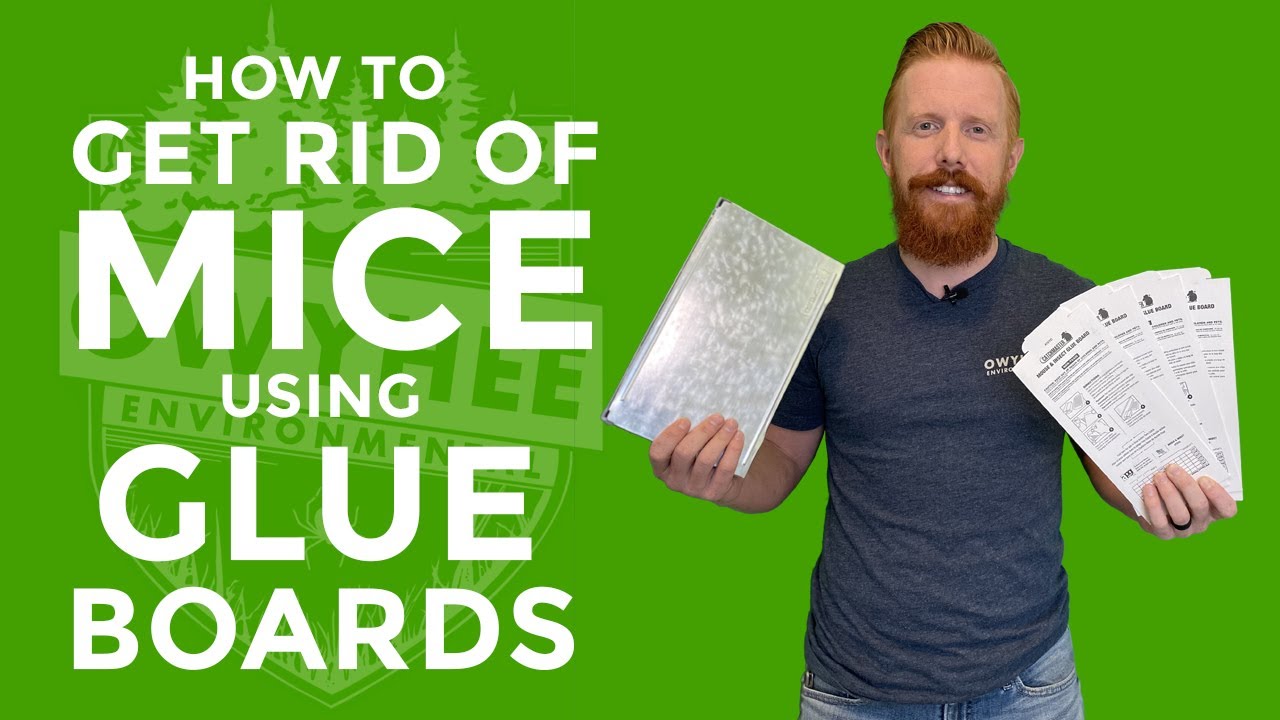 How To Get Rid Of Mice Using Catchmaster Glue Boards