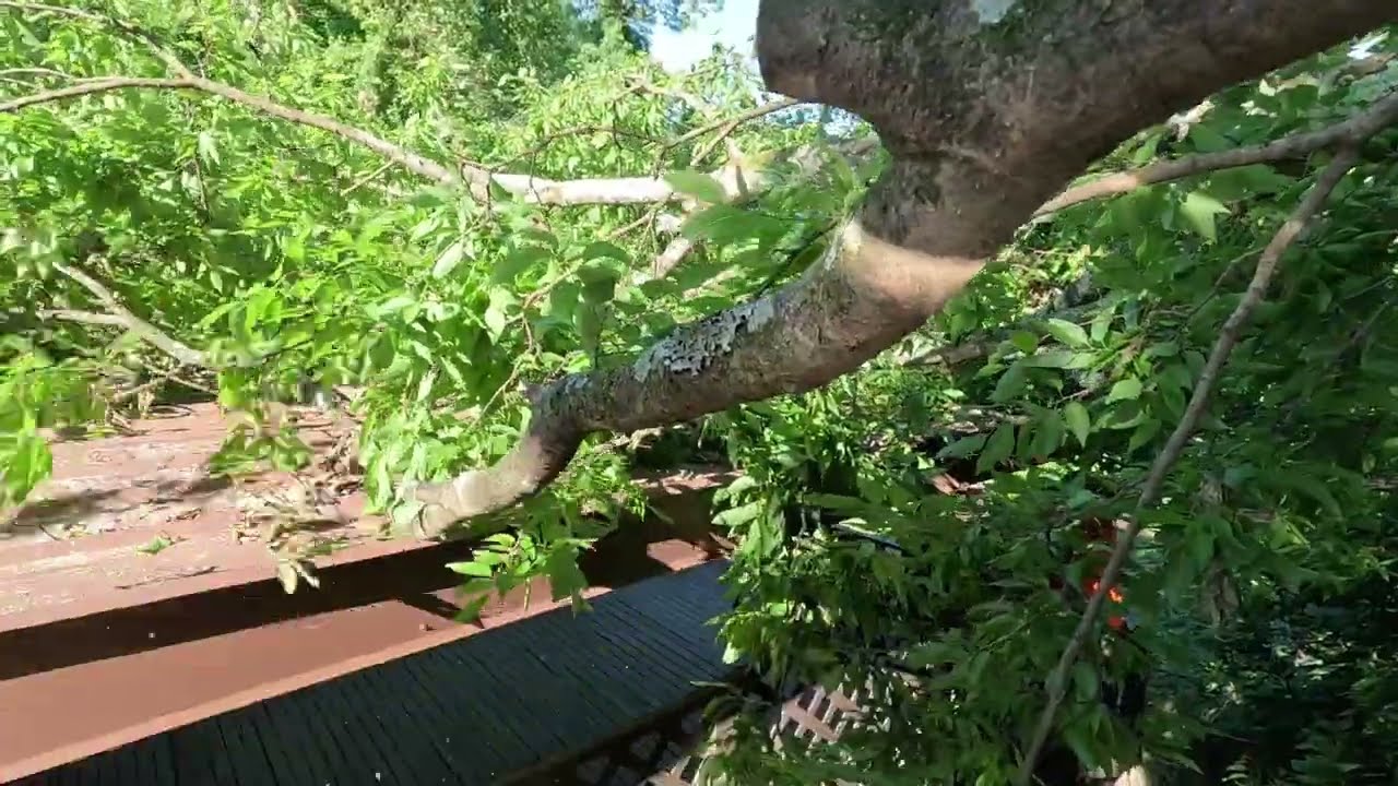 Hackberry tree broke and landed on this house