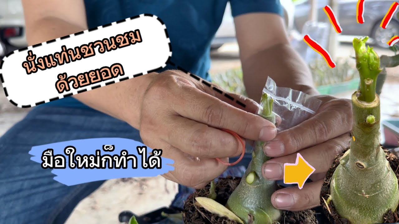 นั่งแท่นชวนชมด้วยการใช้ยอดและไม่ใช้กาวร้อนง่ายๆ