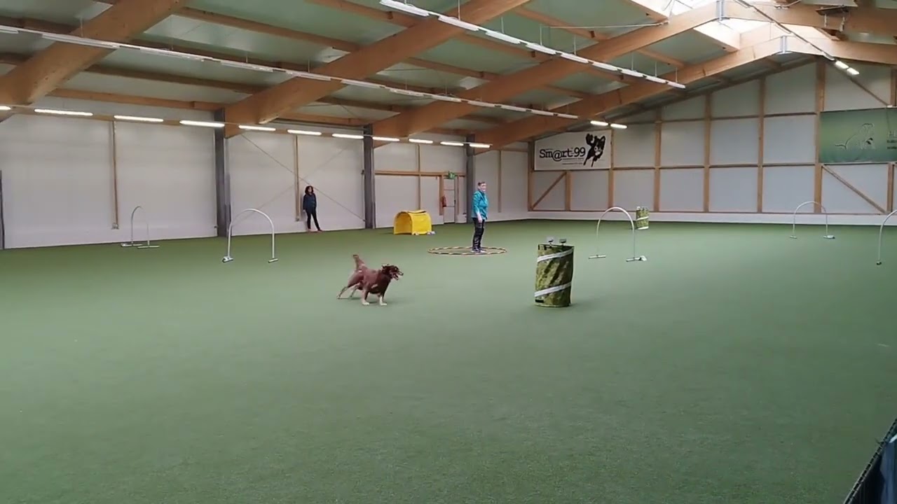 Hoopers Turnier Dogs World Arena Östringen 7 April 2023 H2 mit Liv
