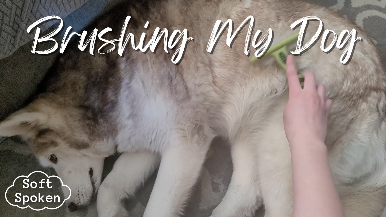 ASMR | Brushing My Dog | Soft Spoken, Lofi ASMR