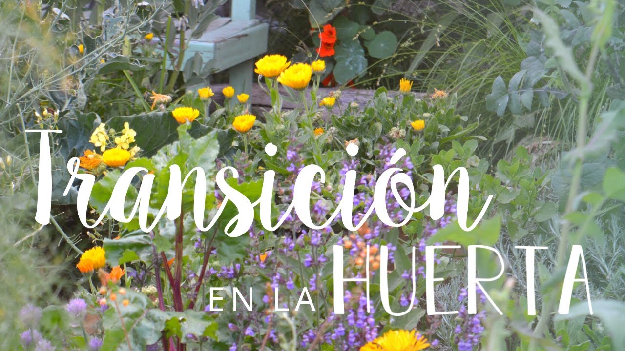 LA TRANSICIÓN: de la huerta de invierno a la huerta de verano! | Flores y trasplantes de TOMATES!