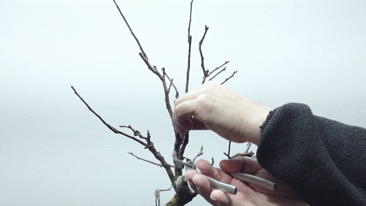 Bonsai-Rohling-Zierapfel (Malus)